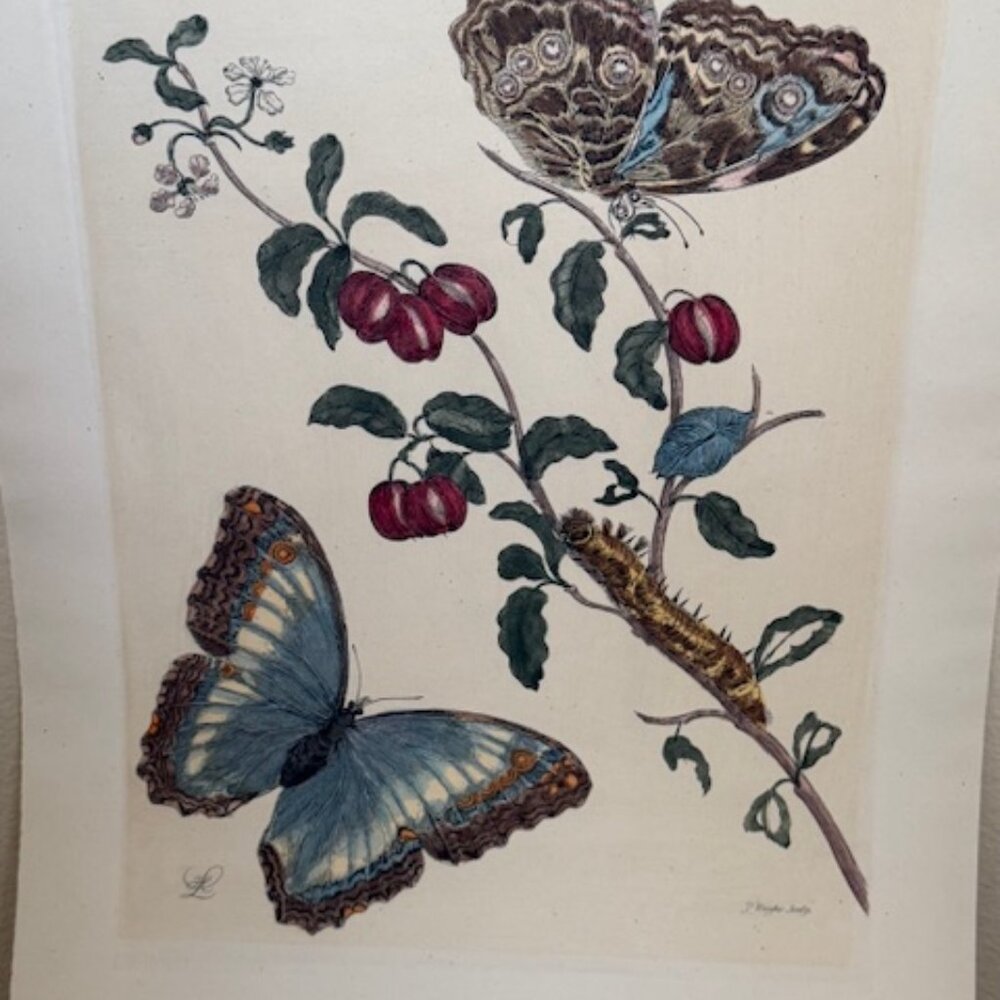 Merian, Folio - West Indian Cherry Branch with Achilles Morpho Butterfly Metamor